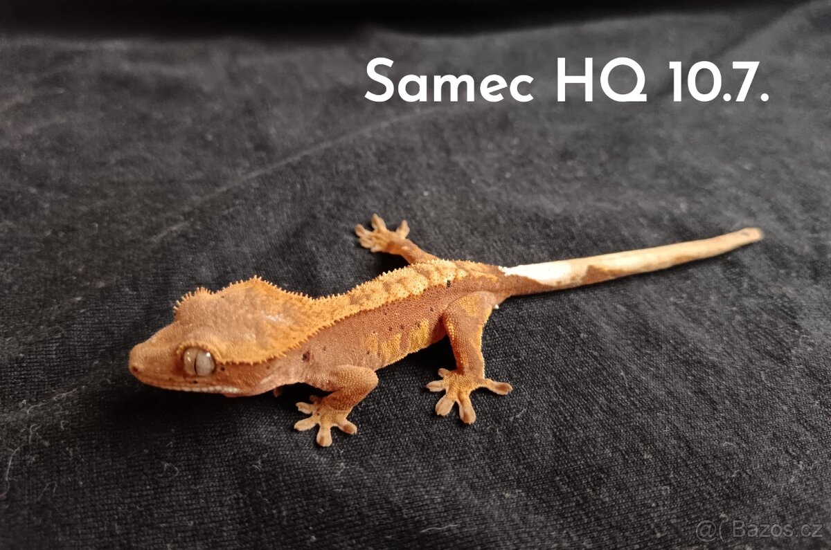 Pagekon Řasnatý - 7