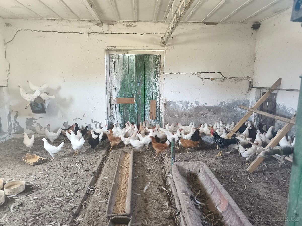 Kuřice 🐔🥚 - 7