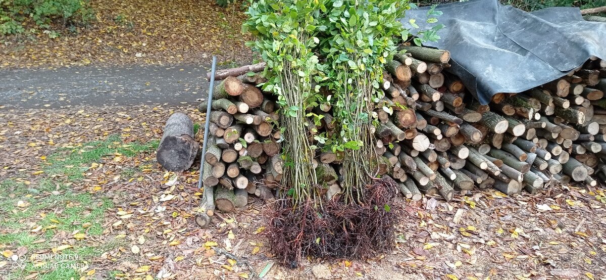 Habr na živé ploty. - 7