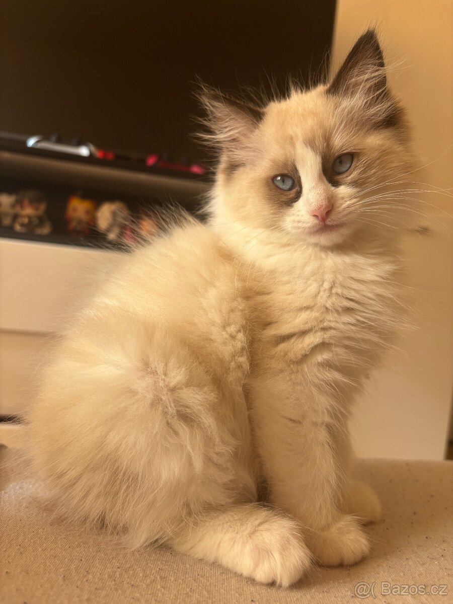 Koťata Ragdoll - 7