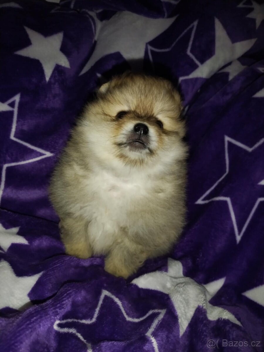 Pomeranian- německý špic - 7