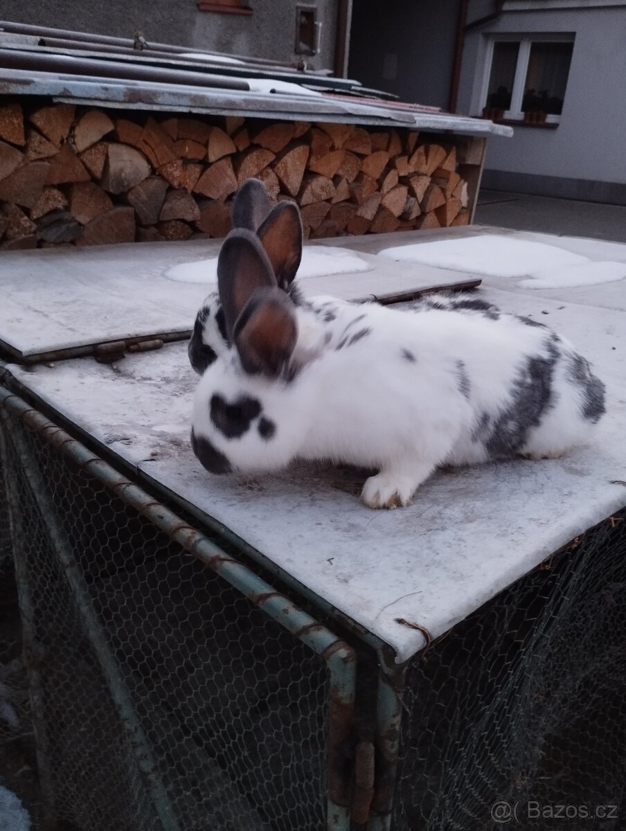 Neměcky obrovitý - 7