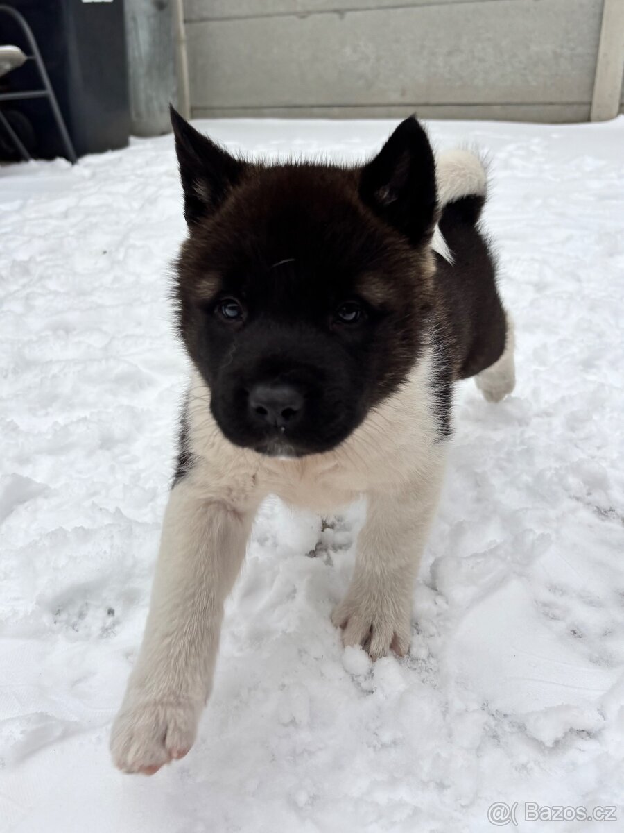 Americká akita - 7