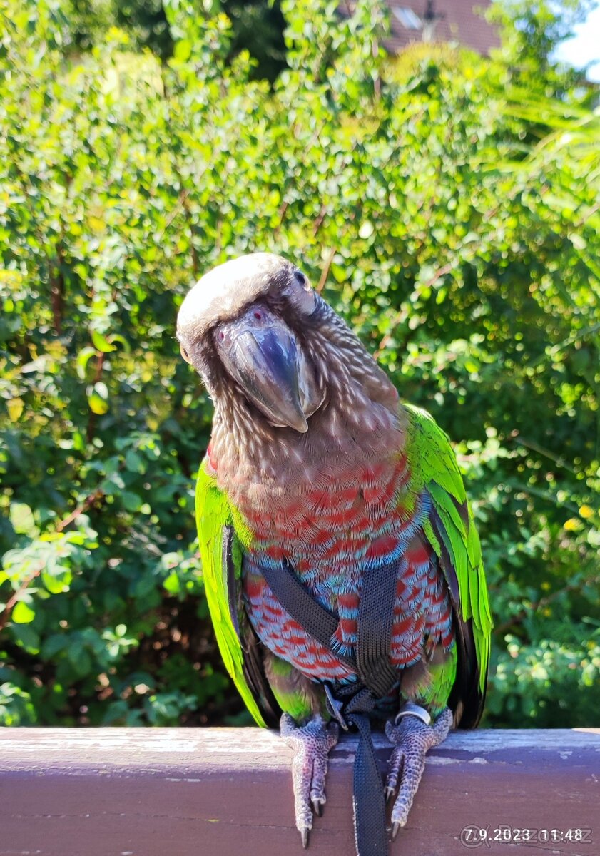 Amazoňan vějířový - 7