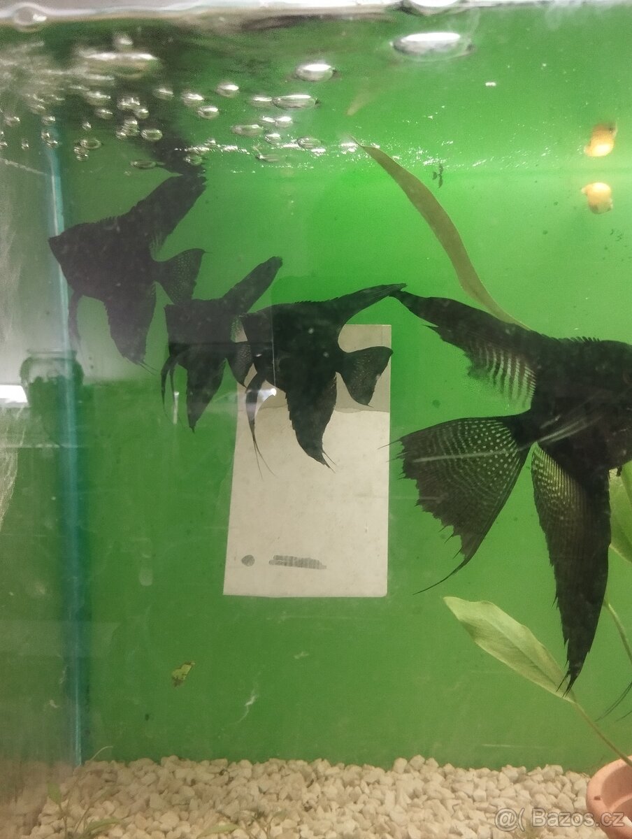 prodej novinek ze dvora - 7