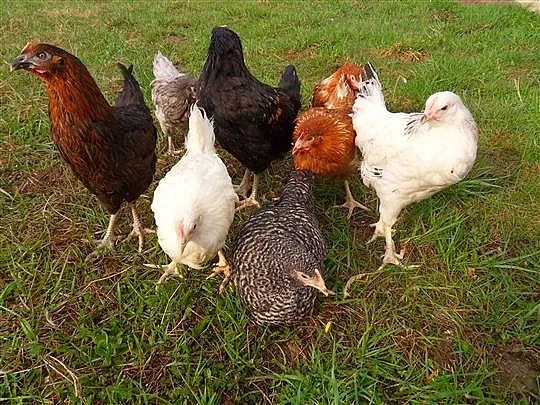 Housata,káčata,mulardi... - 7