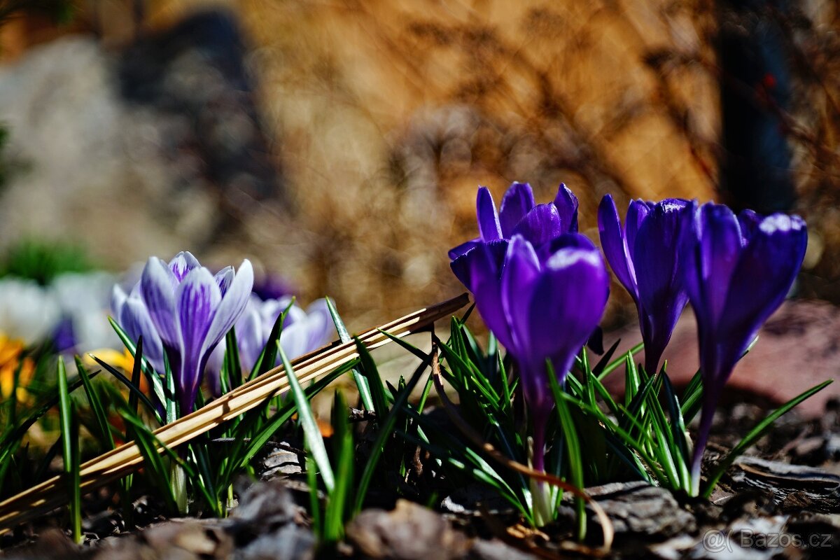 Carl Zeiss Tessar 2,8/50mm Zebra M42TOP STAV - 7