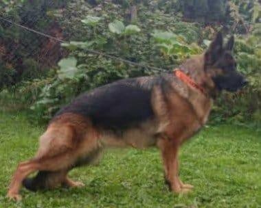 Německý ovčák - štěňátka s PP - 7