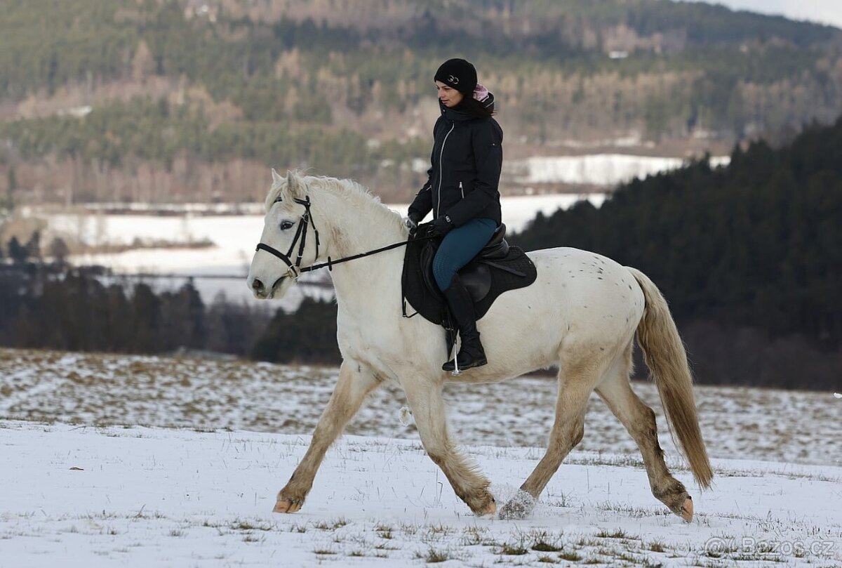 Pony valach na prodej - 7