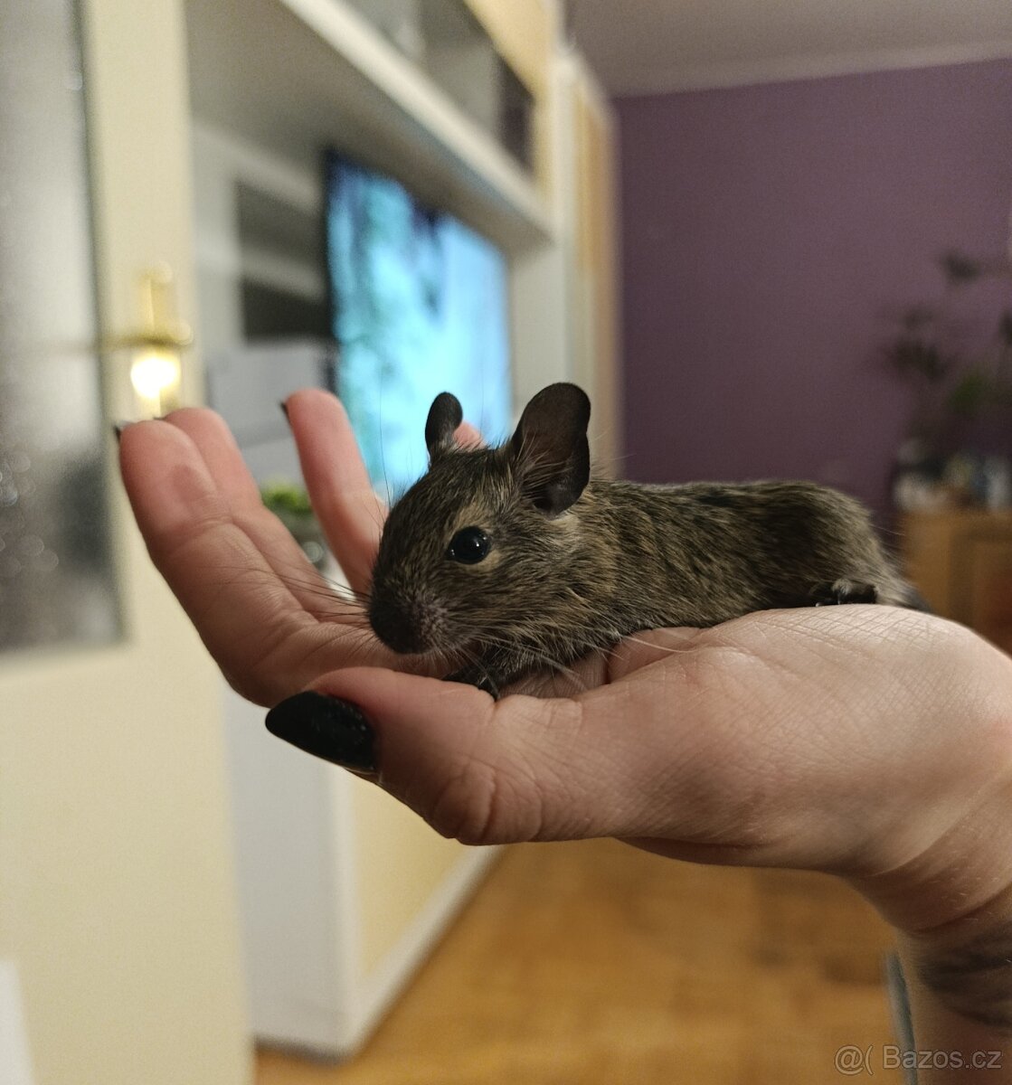 Osmák Degu - 7