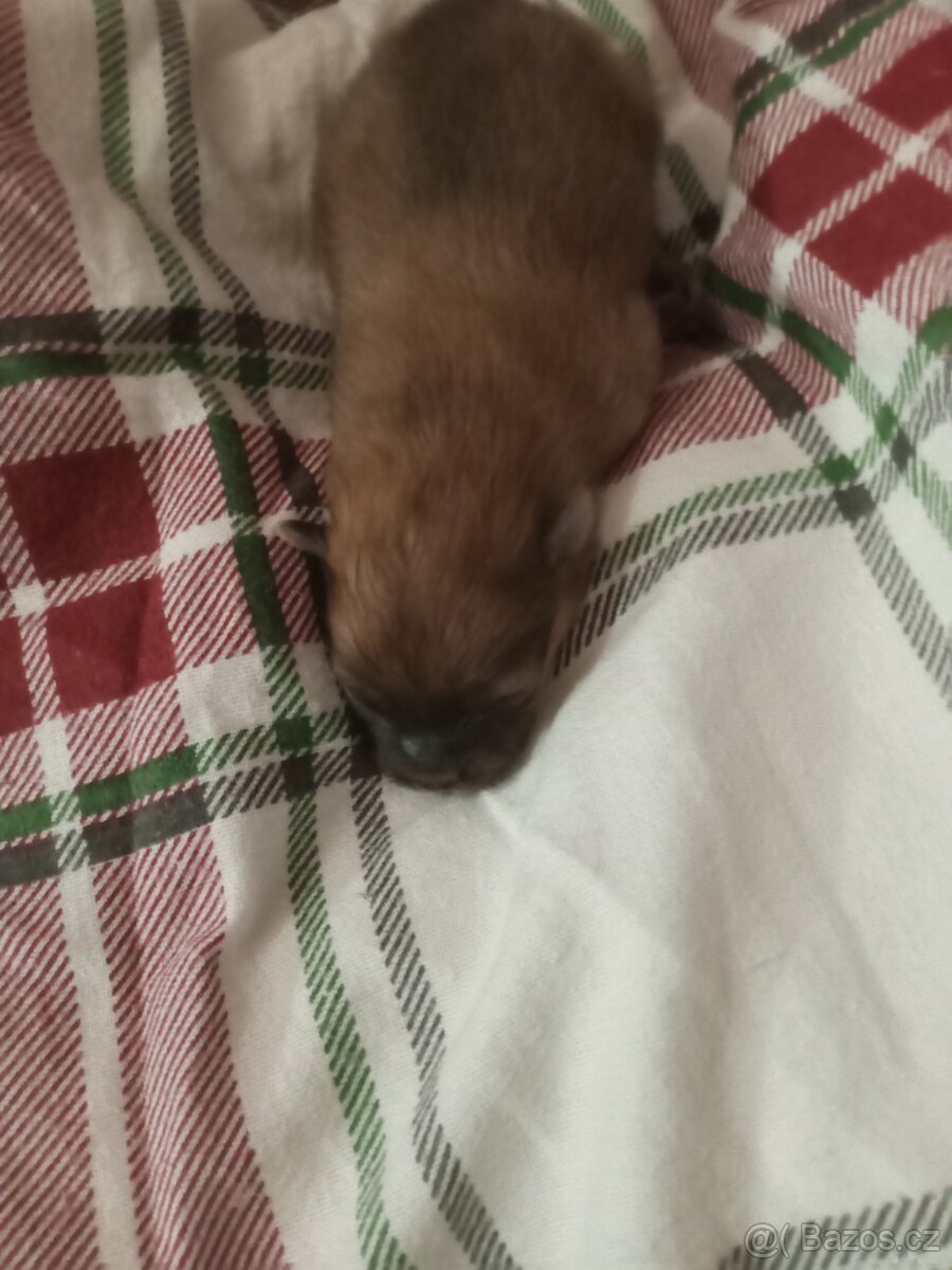 Pomeranian - 7