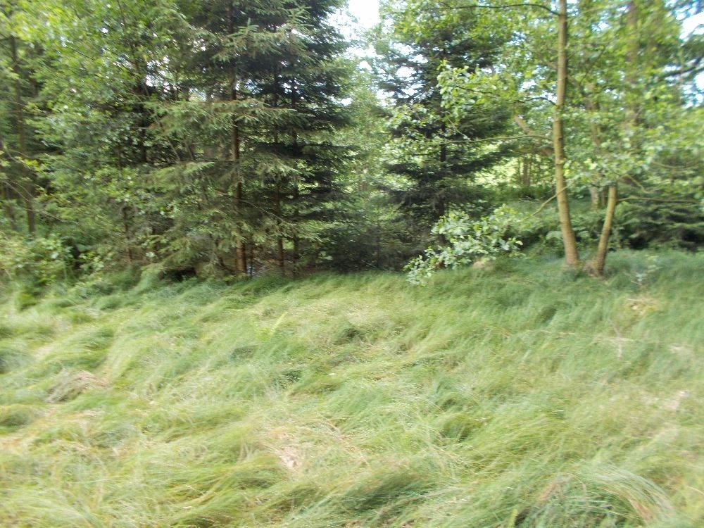 Prodej louky 3266 m² - 7