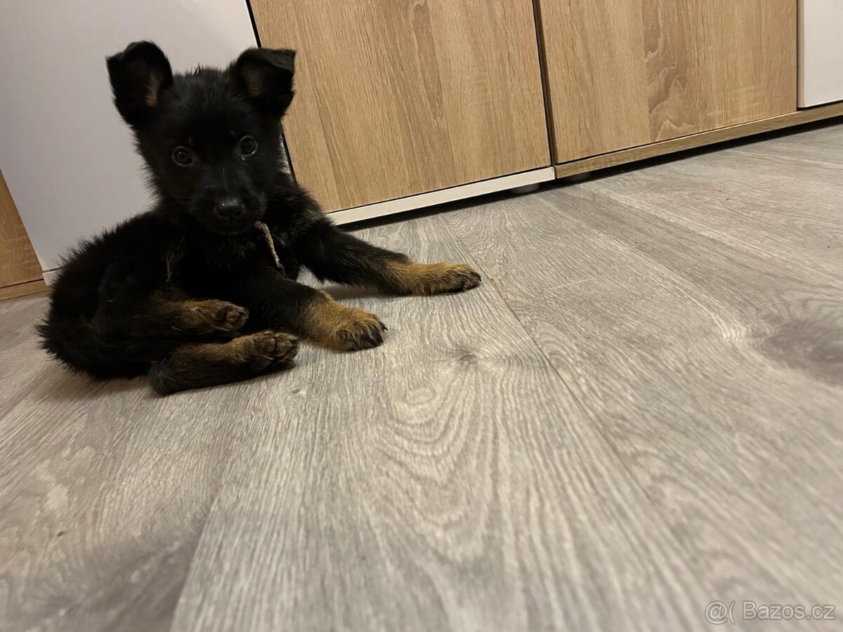 Německý ovčák - 7