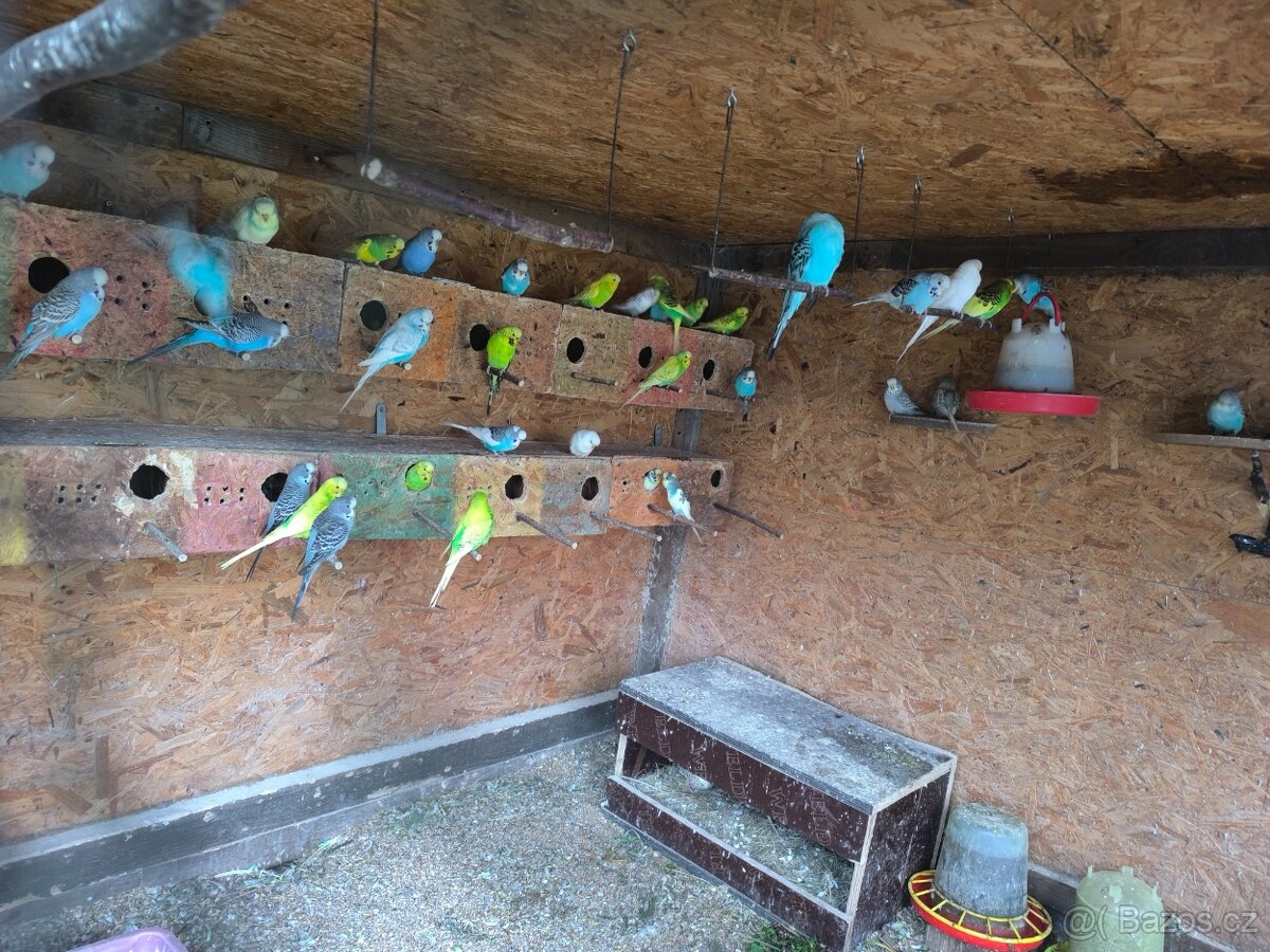 Prodám andulky a korely - 7