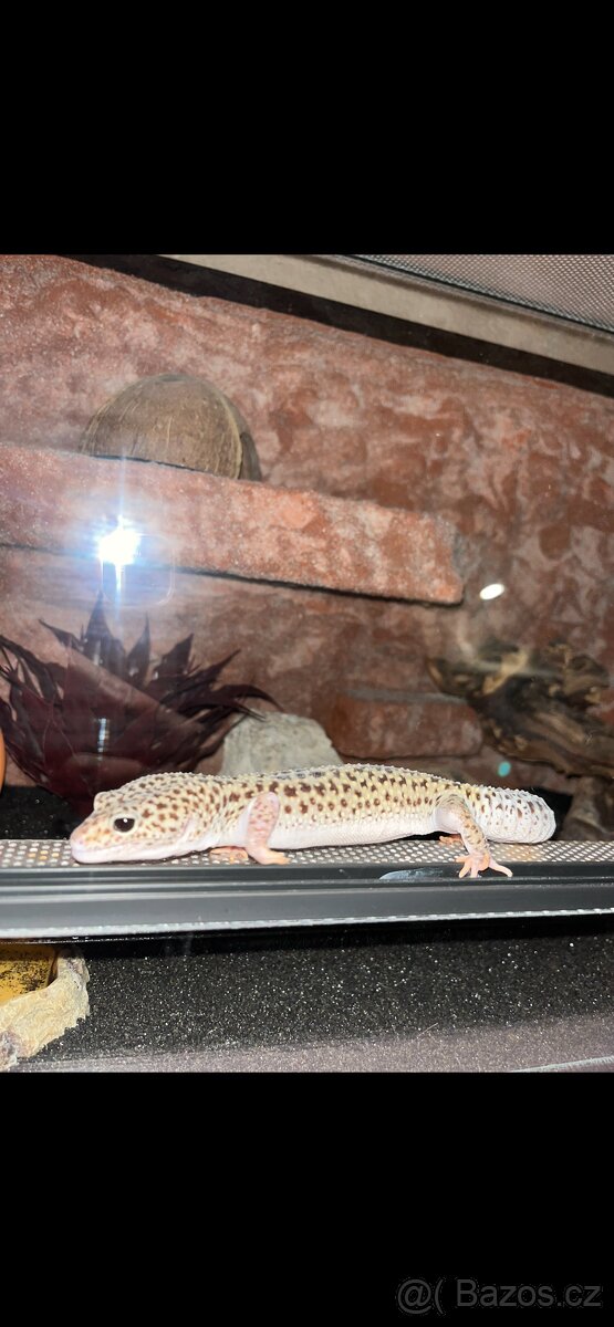 Terarium s gekoncikem - 7