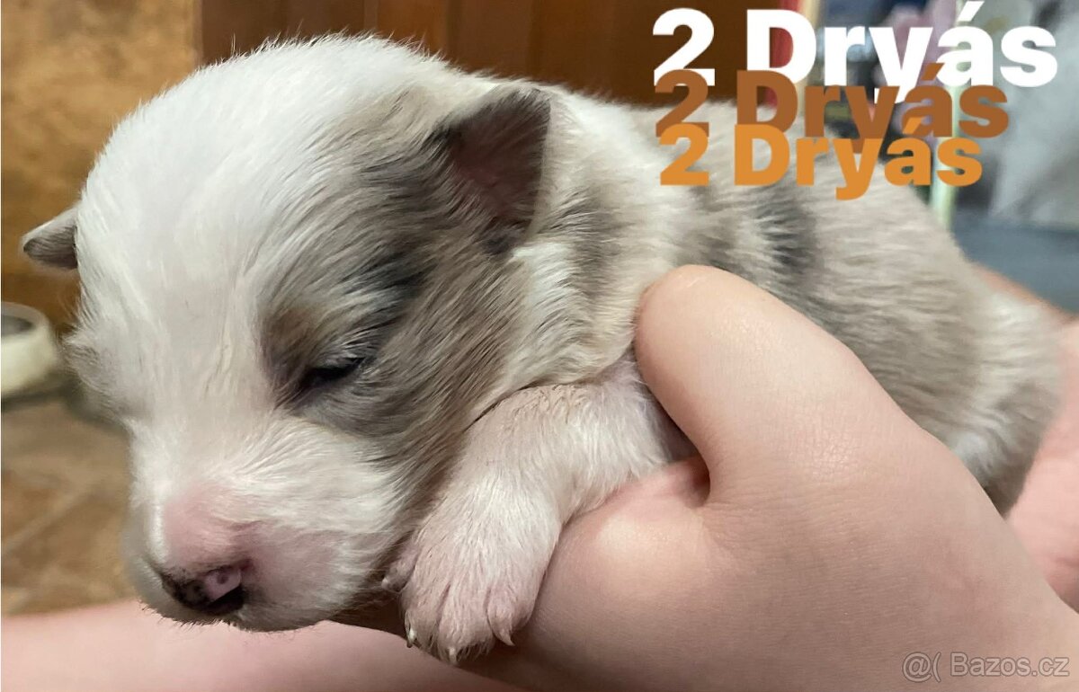 Border kolie s pp - 7