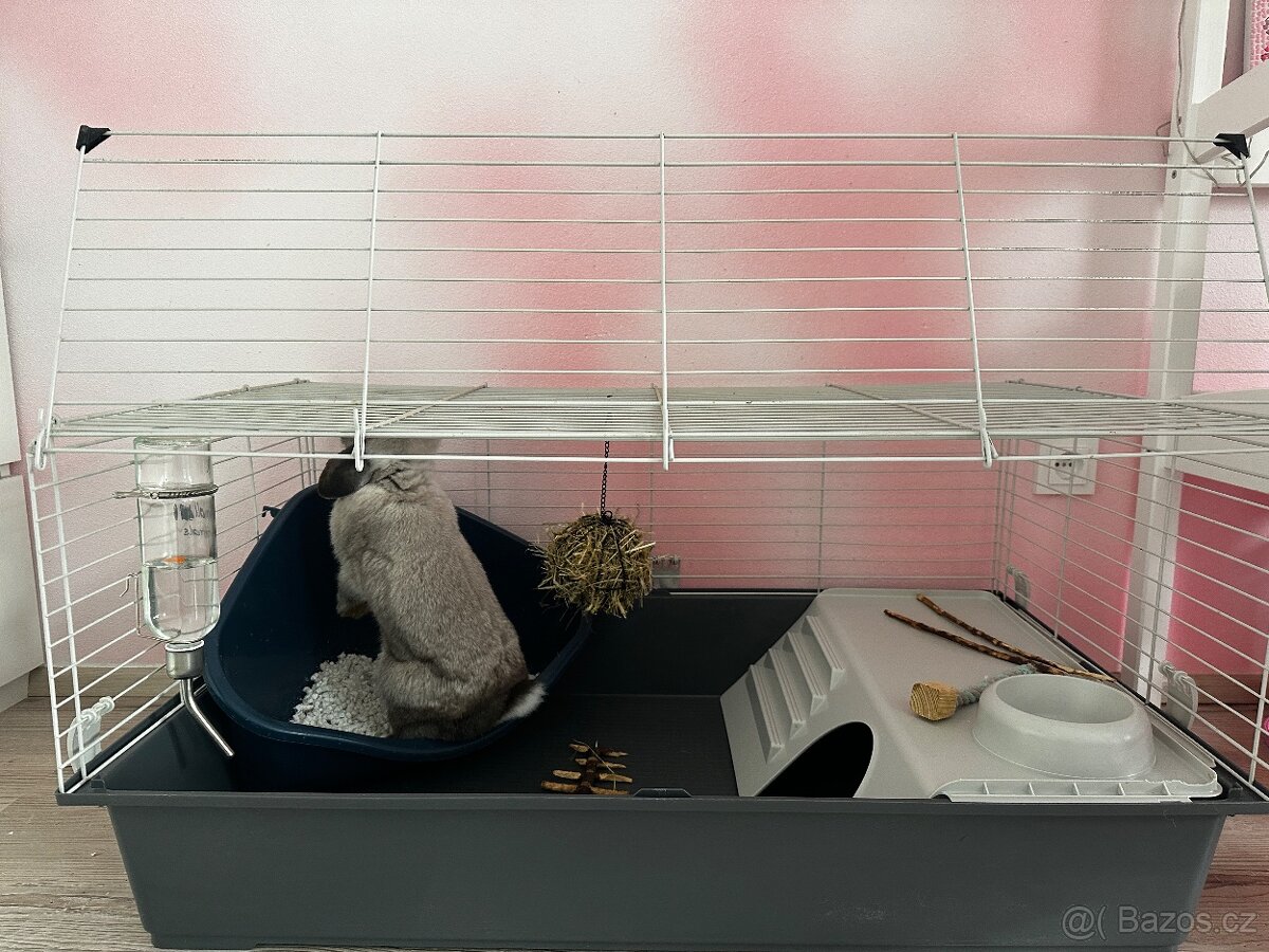 Minilop samička - 7