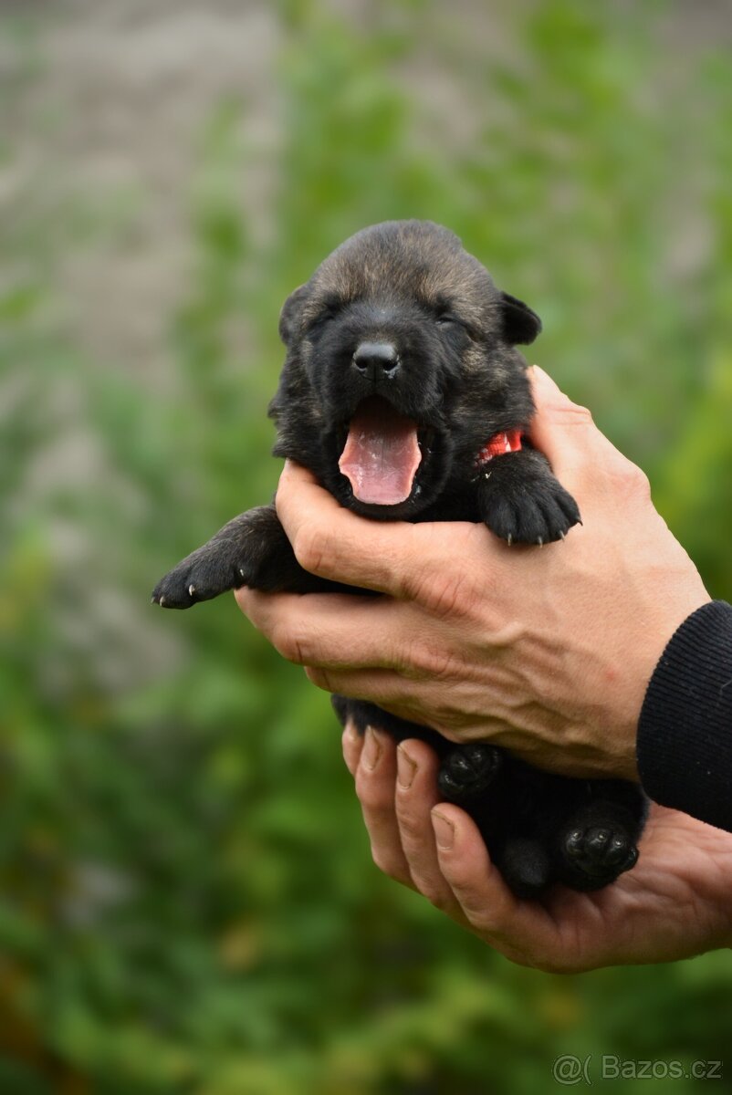 Německý ovčák sytě vlkošedý k odběru s PP - 7