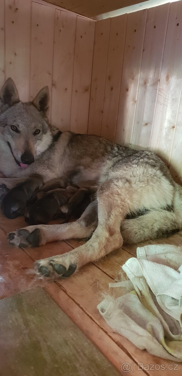 Československý vlčák - bez PP po rodičoch s PP - 7