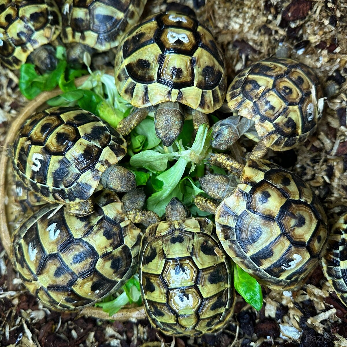 Suchozemská želva + vybavení k chovu - 7