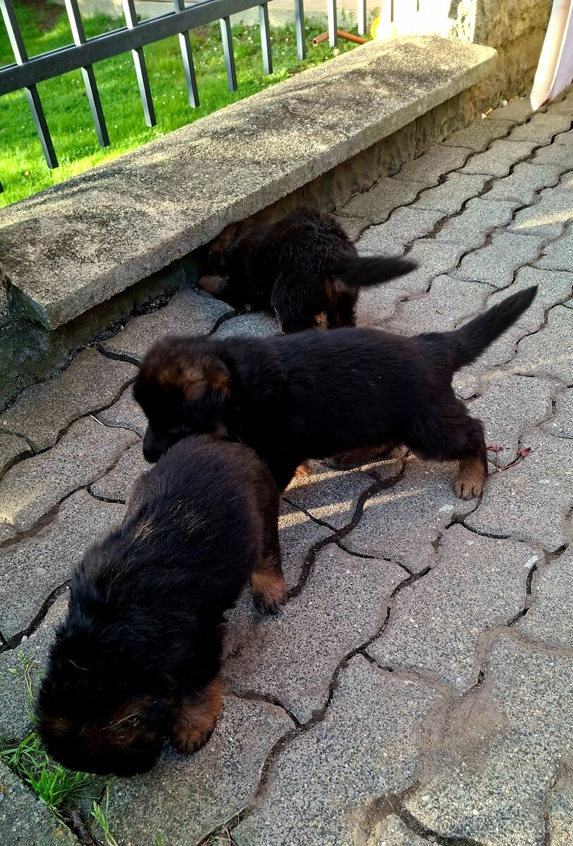 Německý ovčák - štěňata s PP - 7