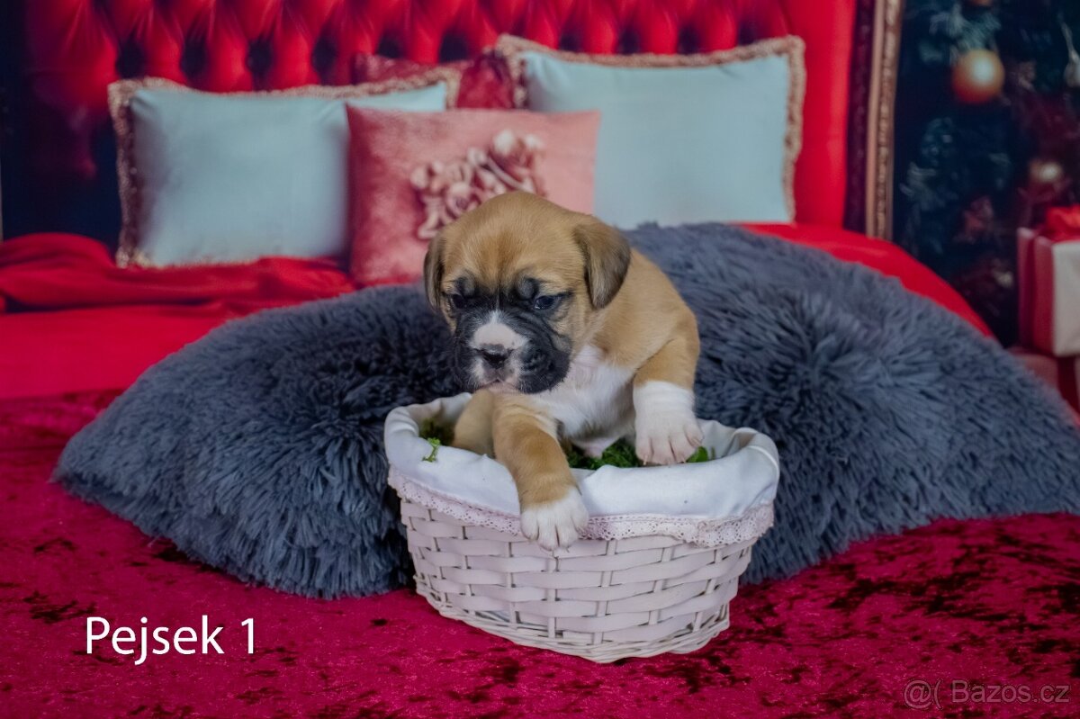 Štěňata francouzak + bordeaxska doga - 7
