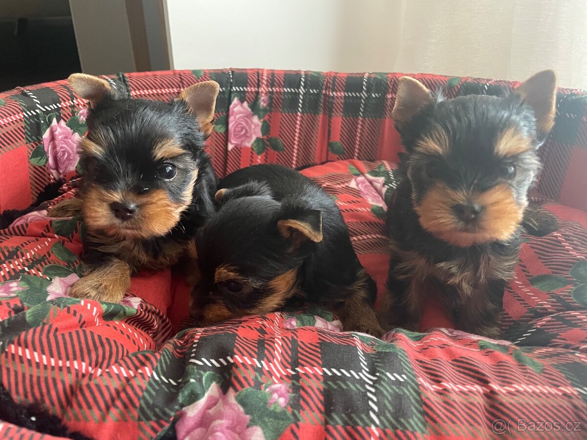 Jorkširský teriér s průkazem puvodu - 7
