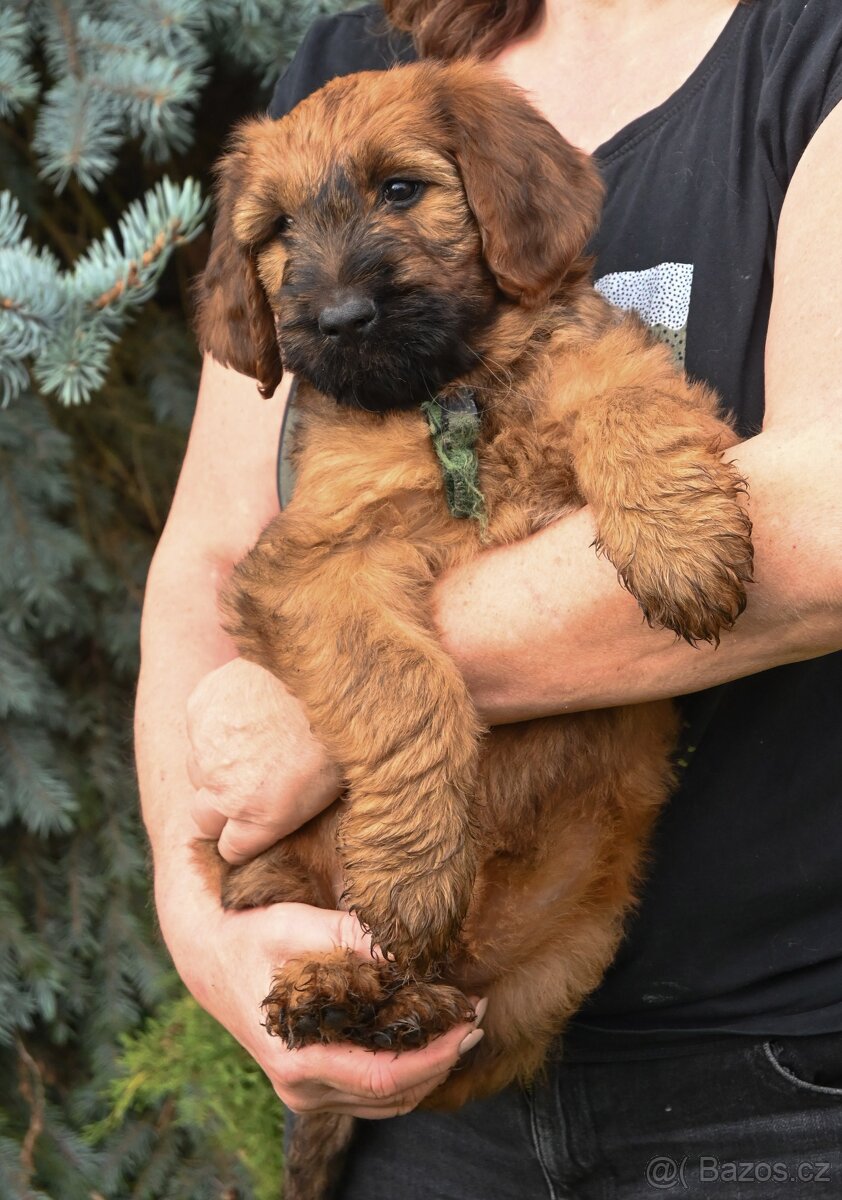 Briard plavý- štěňata, fenky - 7