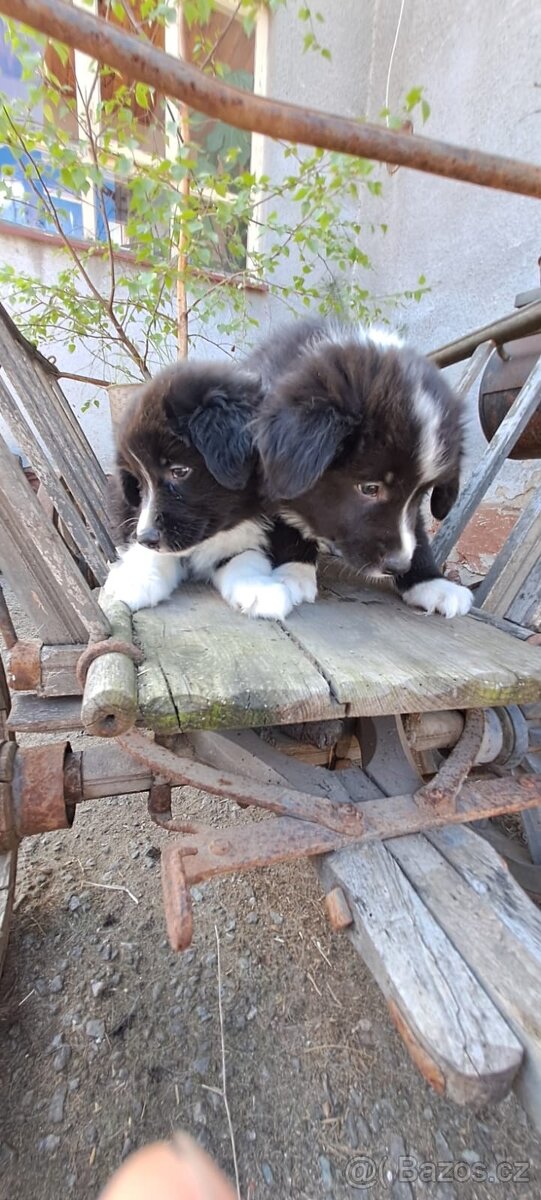 Border kolie - 7