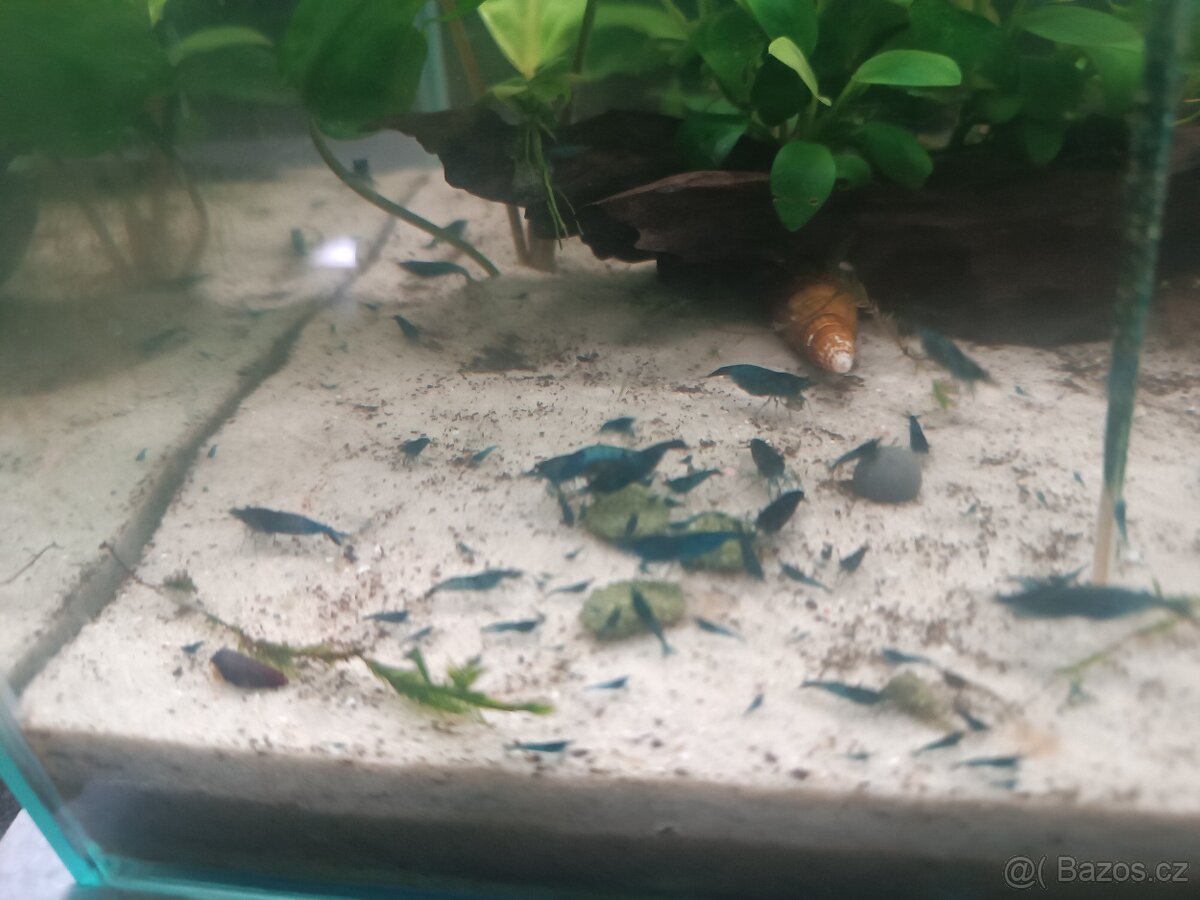 Krevetky Blue dream - 7