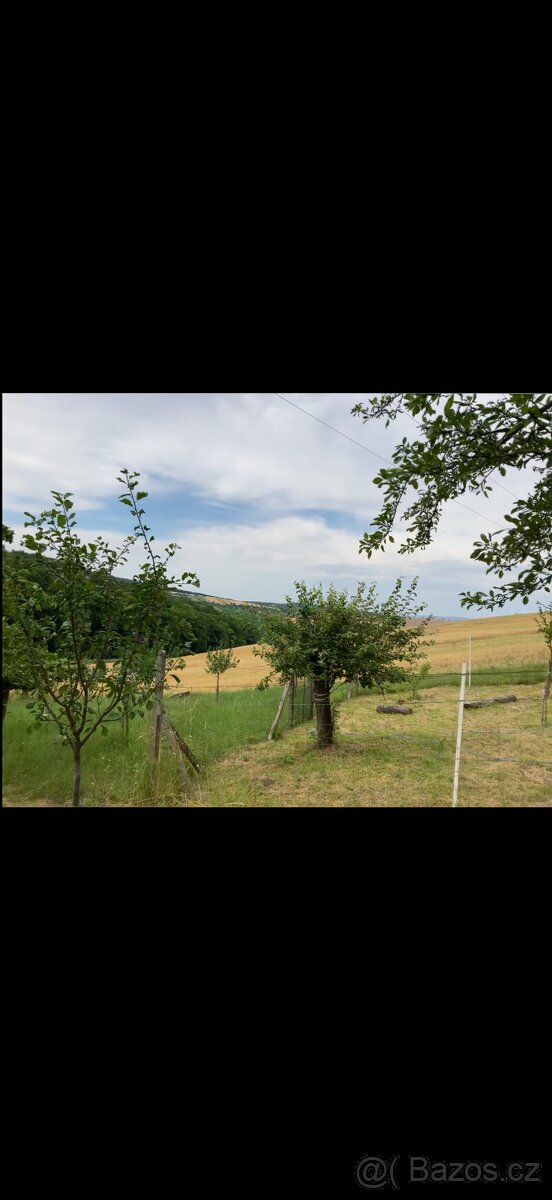 Prodej sadu 1592m2 - 7