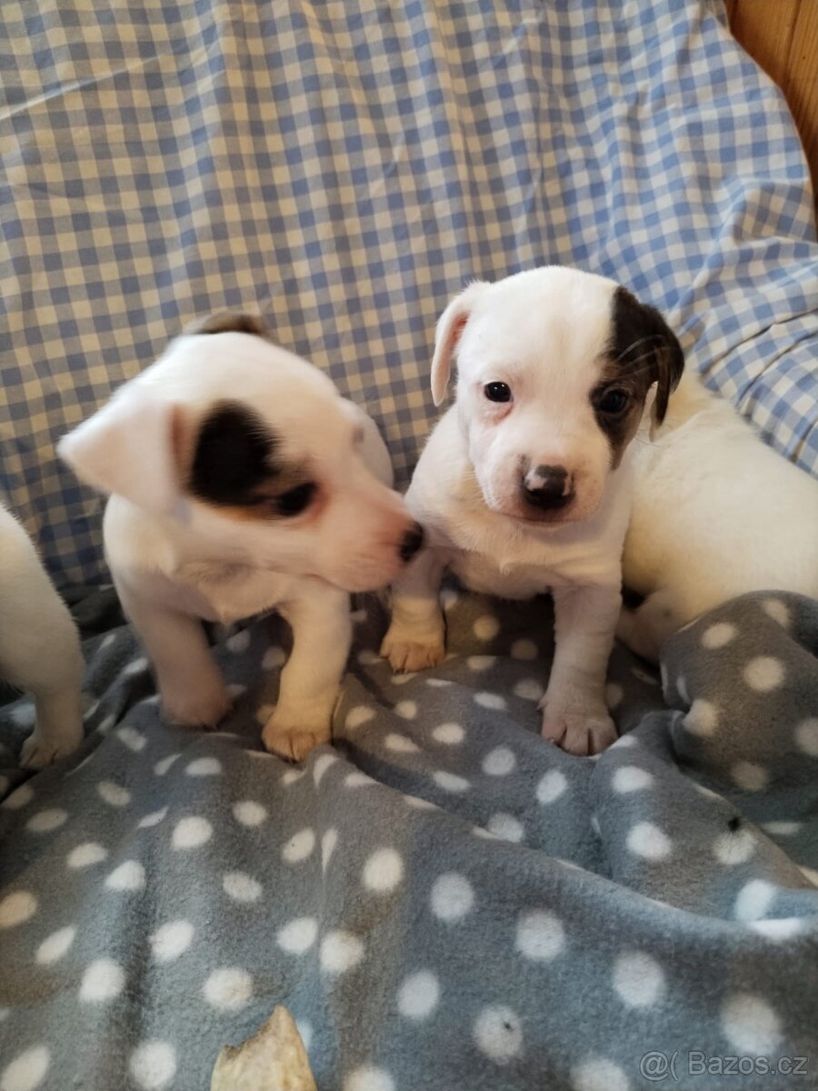 Jack Russell teriér - 7