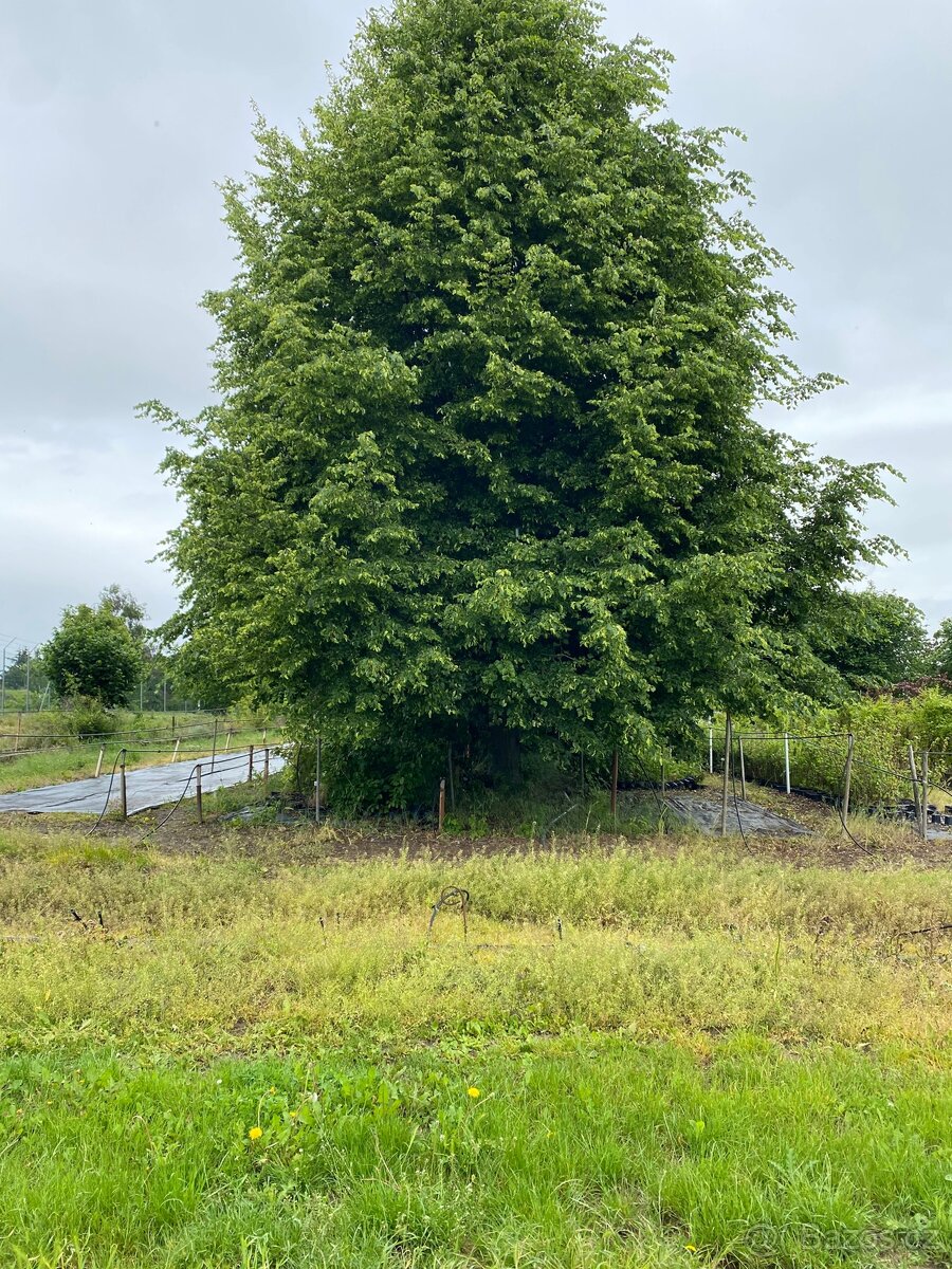 Sekání trávy, údržba zahrad - 7