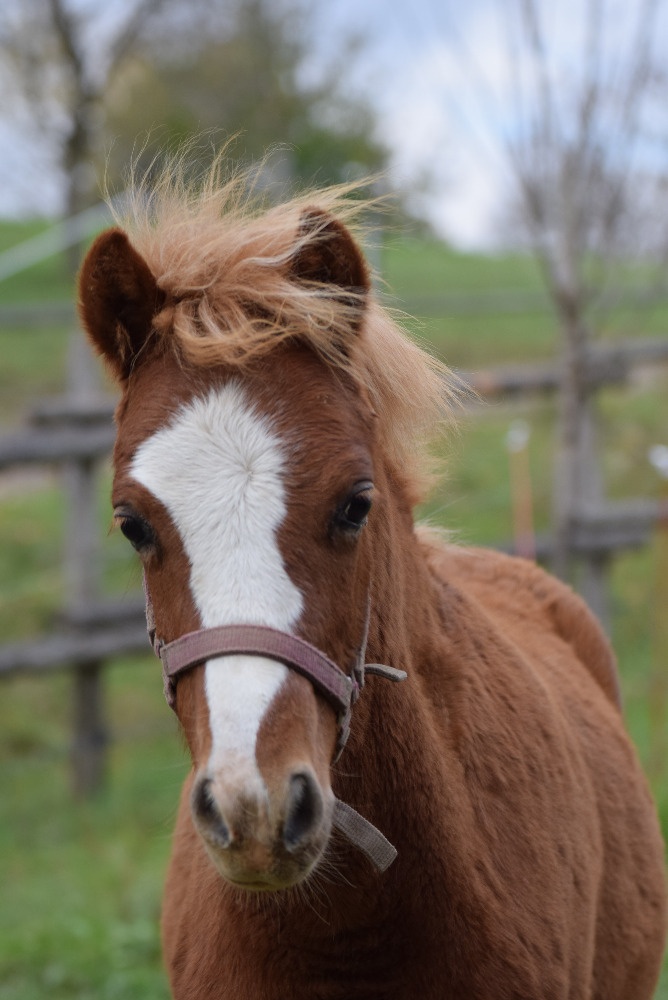 Hřebeček Welsh B 2025 Rezervace - 7