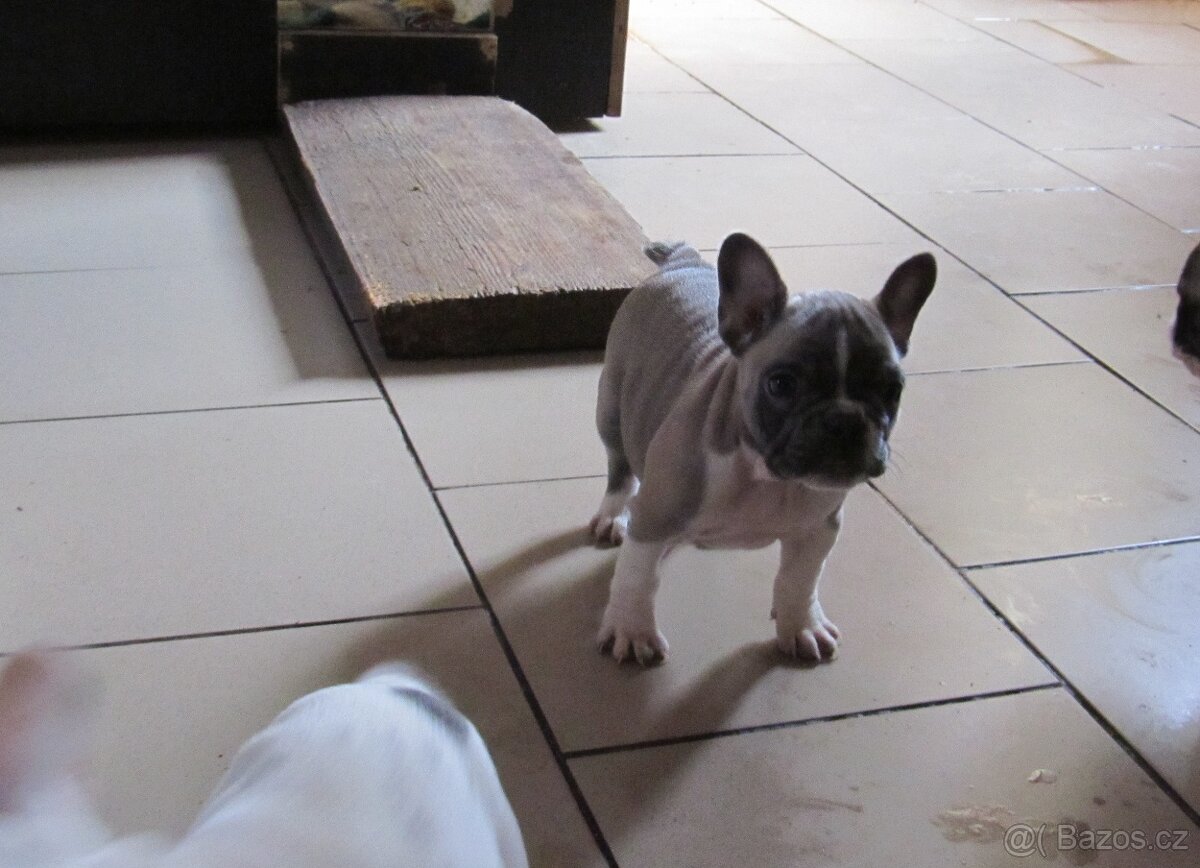 Francouzský buldoček bez PP - 7