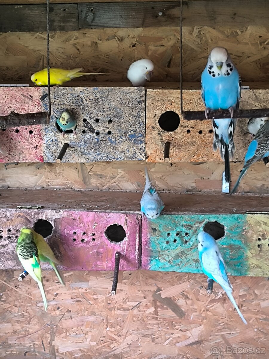 Andulky a korely - 7