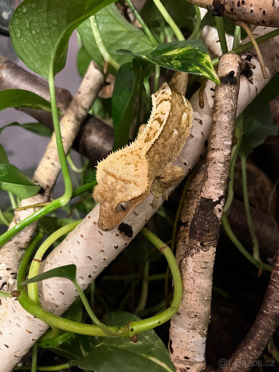 Pagekon řasnatý - 7