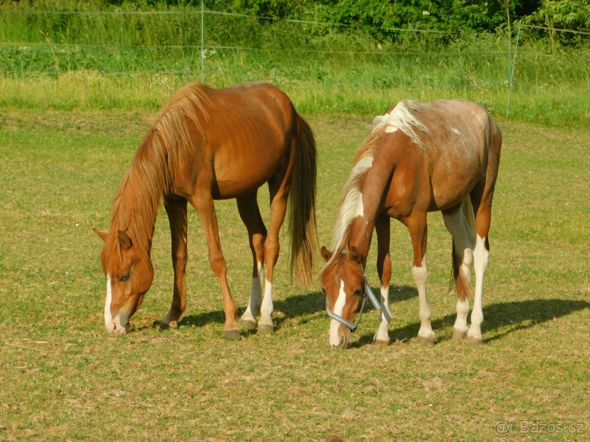 dvouletý pony - 7