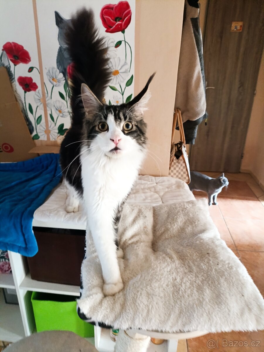 Mainsky mývalí - 7