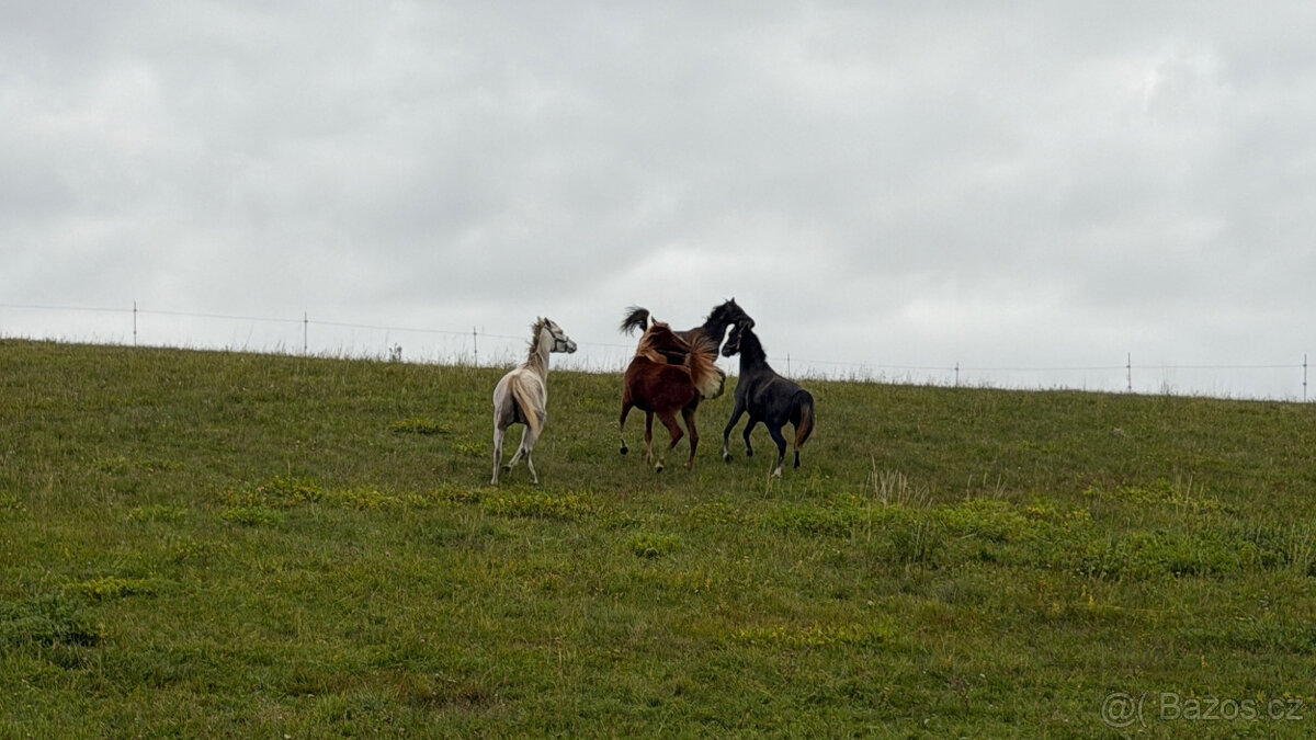 Nabízím arabského hřebečka - 7