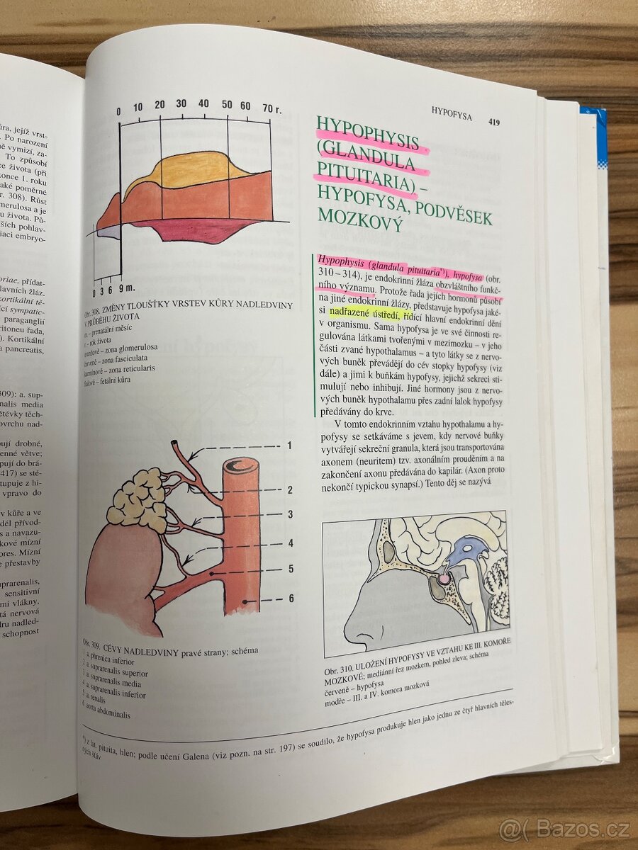 Anatomie 2 - Čihák - 7