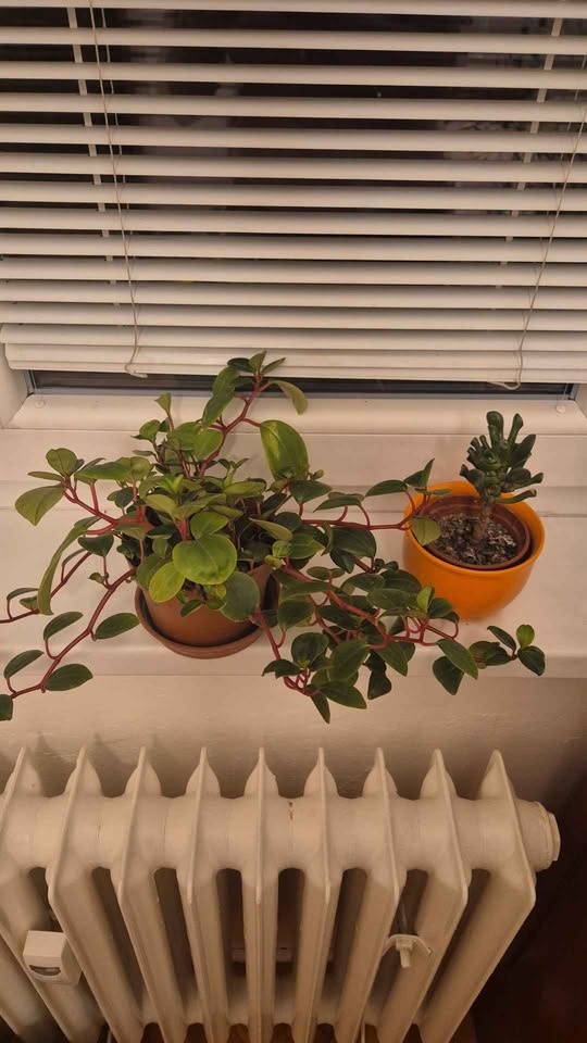 pokojové květiny- Brno sever - 7