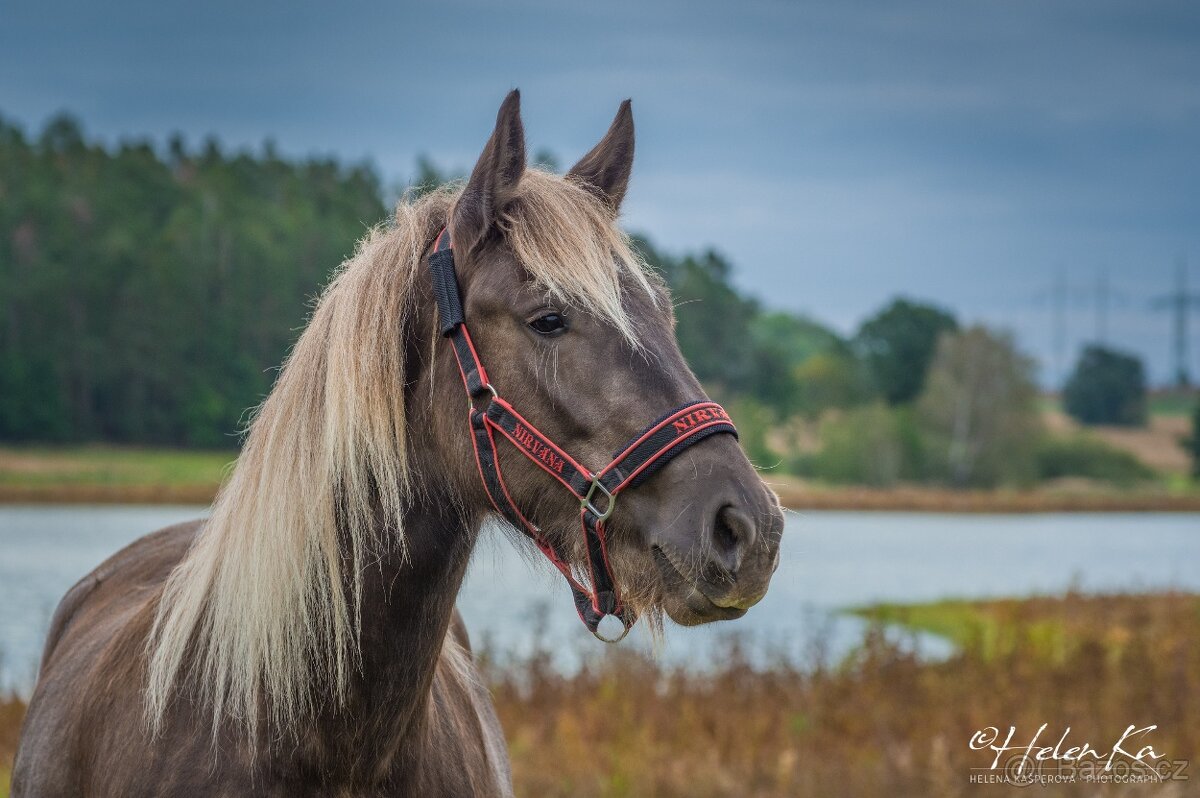 Kobylka Gypsian - 7