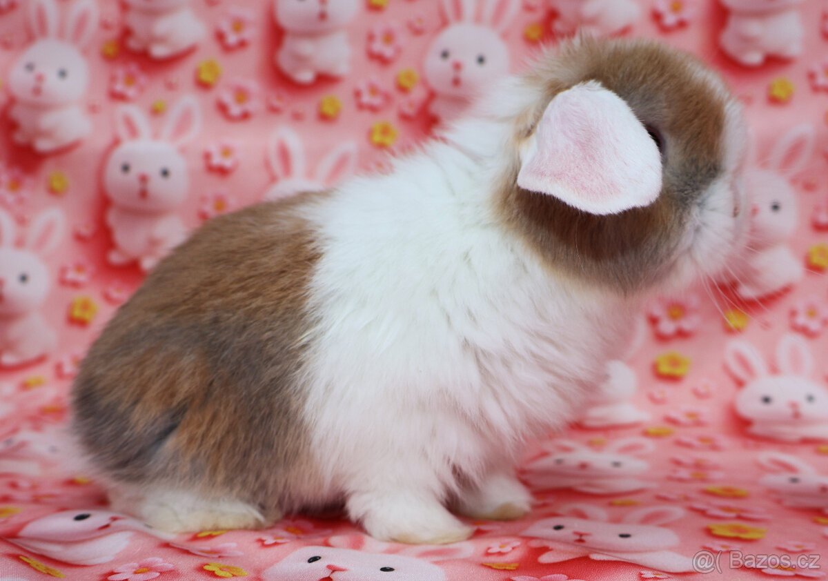 WO Zakrslý beránek s VP . Samička . - 7