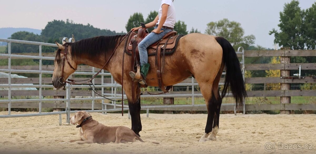 Appaloosa valach - 7