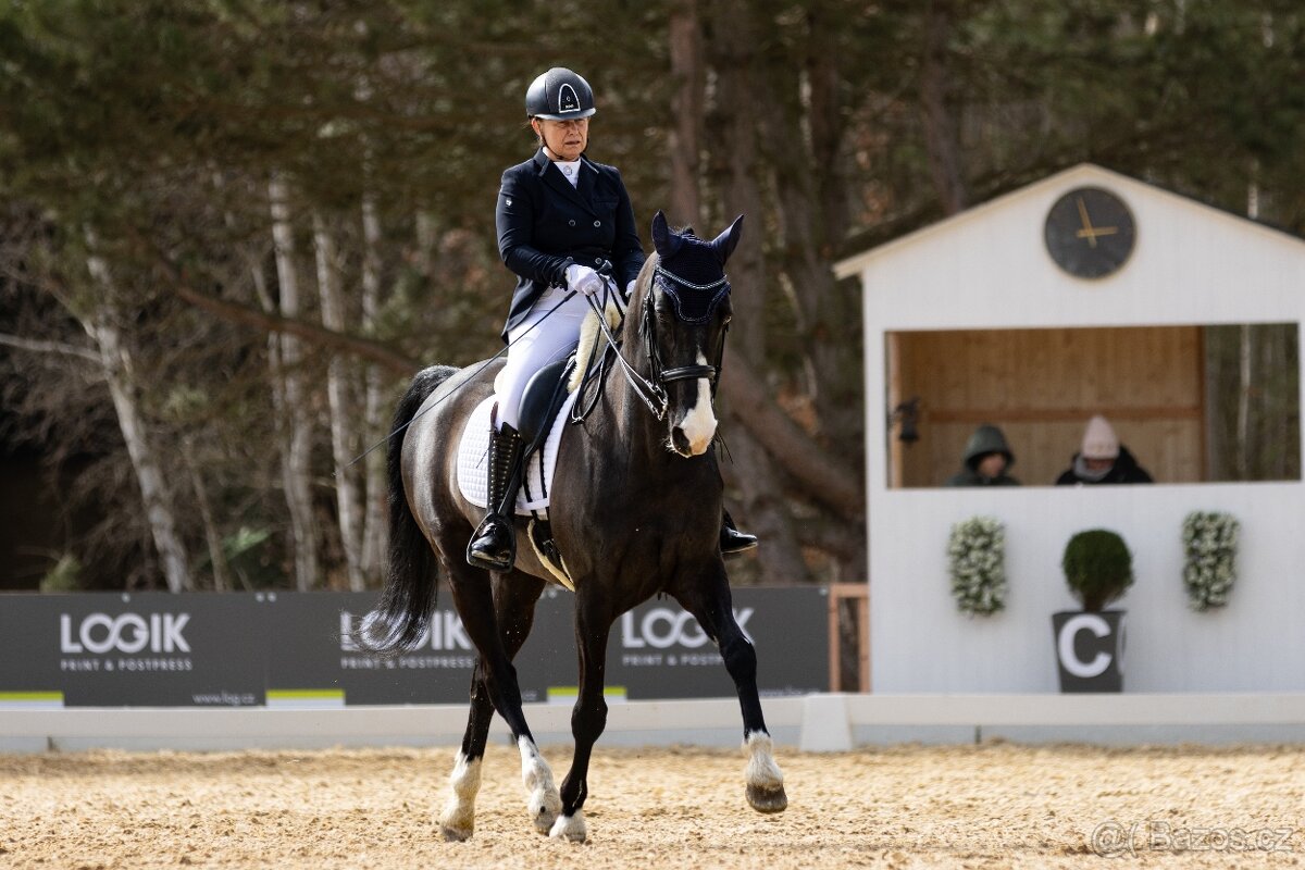 Zatím půlpronajem koně - 7