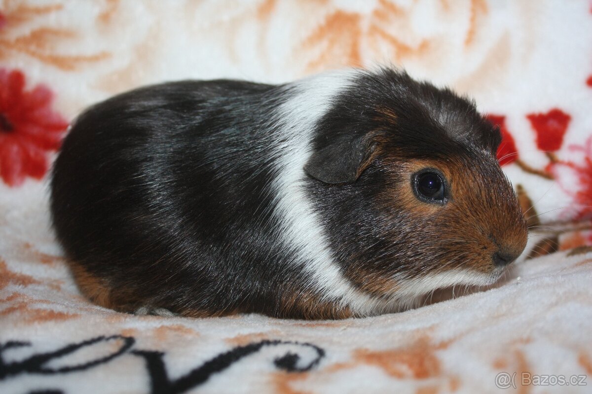 Morče , morčata z chs - 7