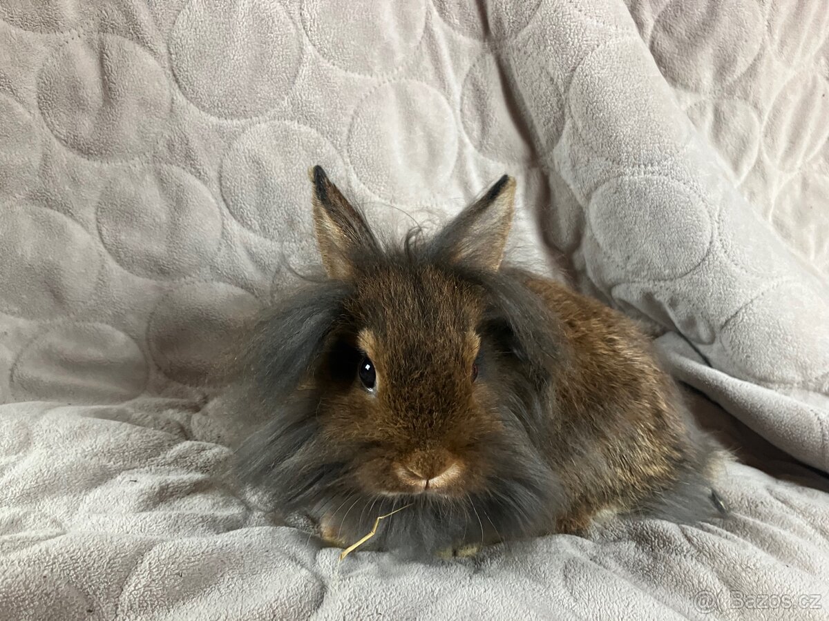 Zakrslý králík Teddy, lvíček i krátkosrstý - 7