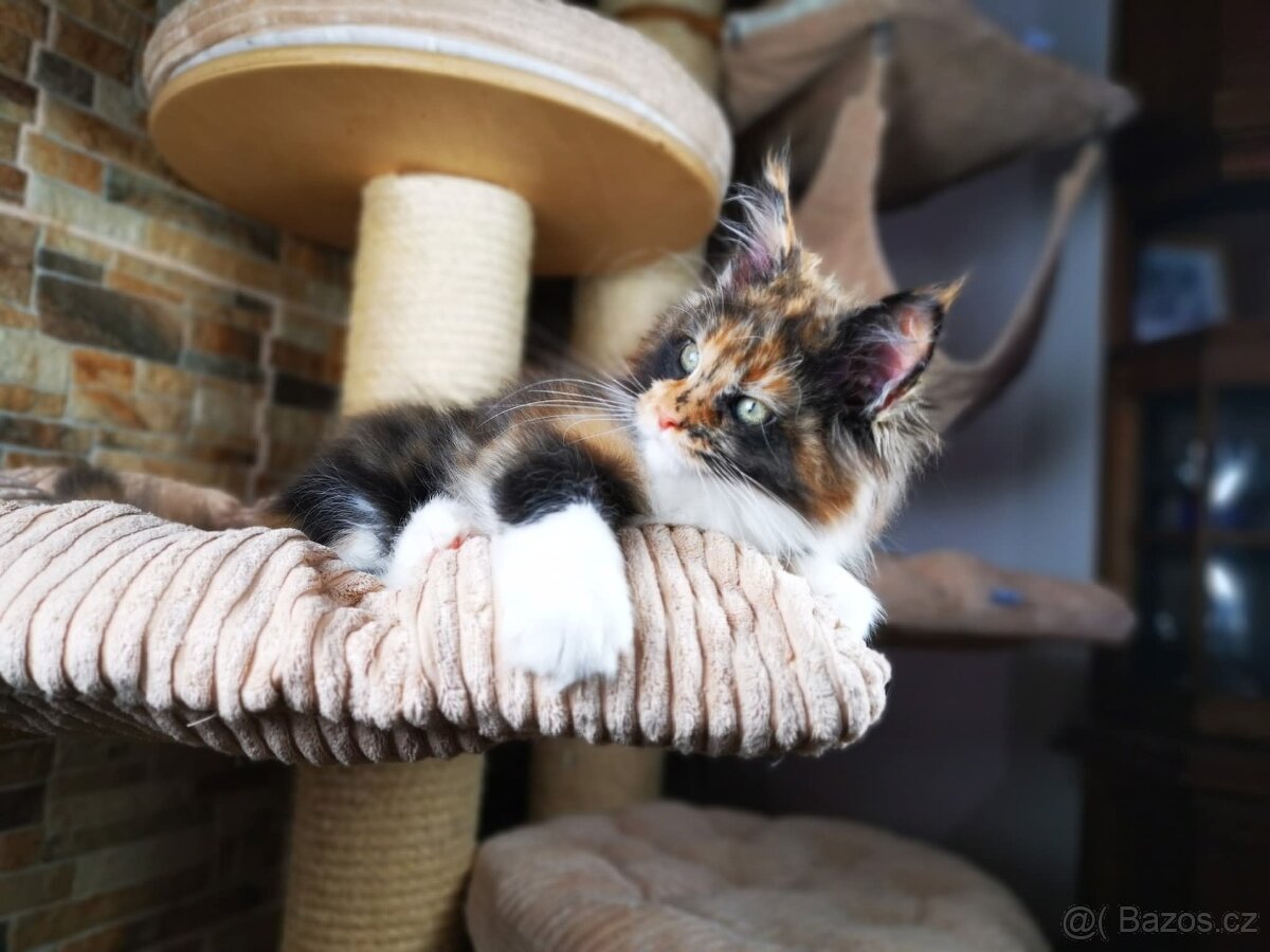 Mainská mývalí kočka s průkazem původu - kočička Nikkie - 7