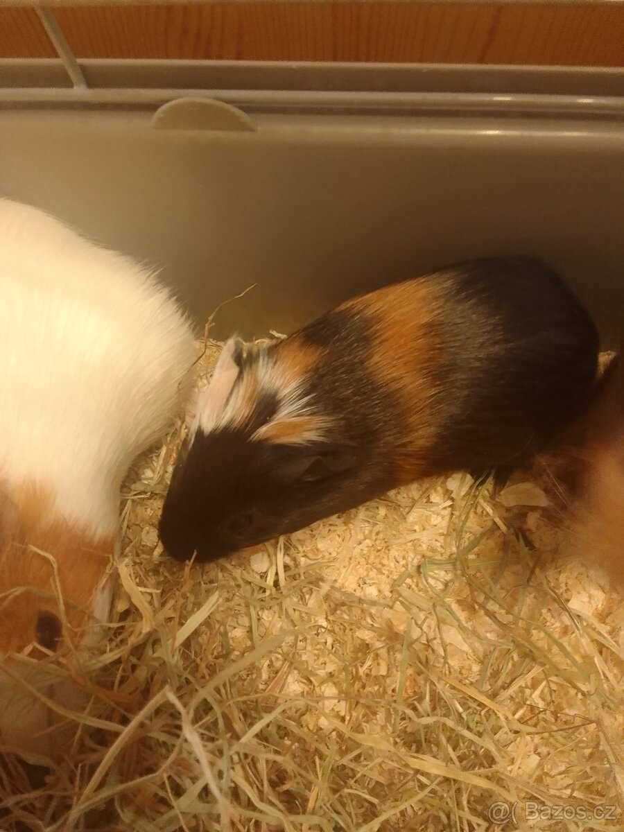 nádherná morčata - 7